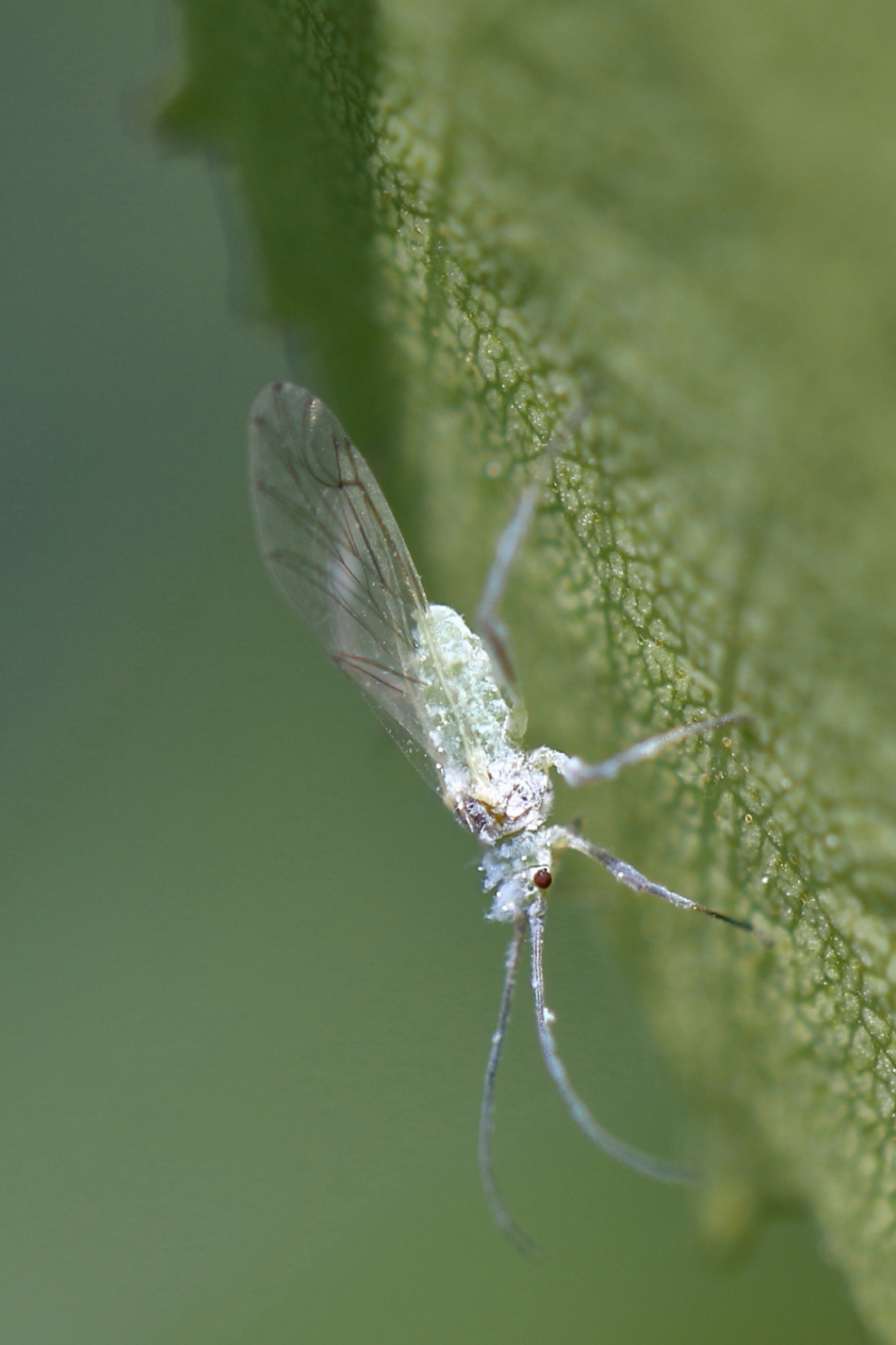stofluis - Geleedpotigen - stofluis