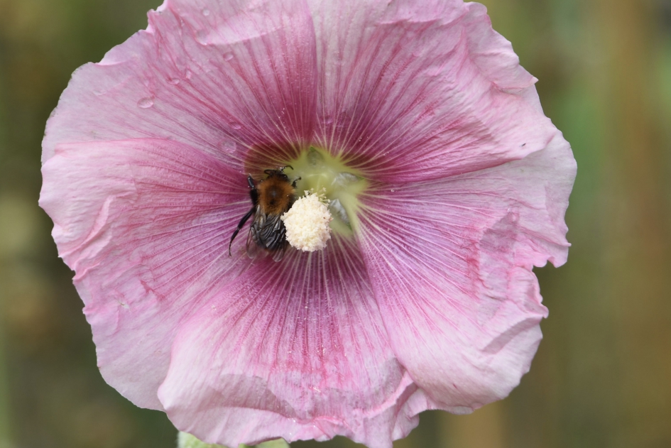 Stokroos - Planten - 