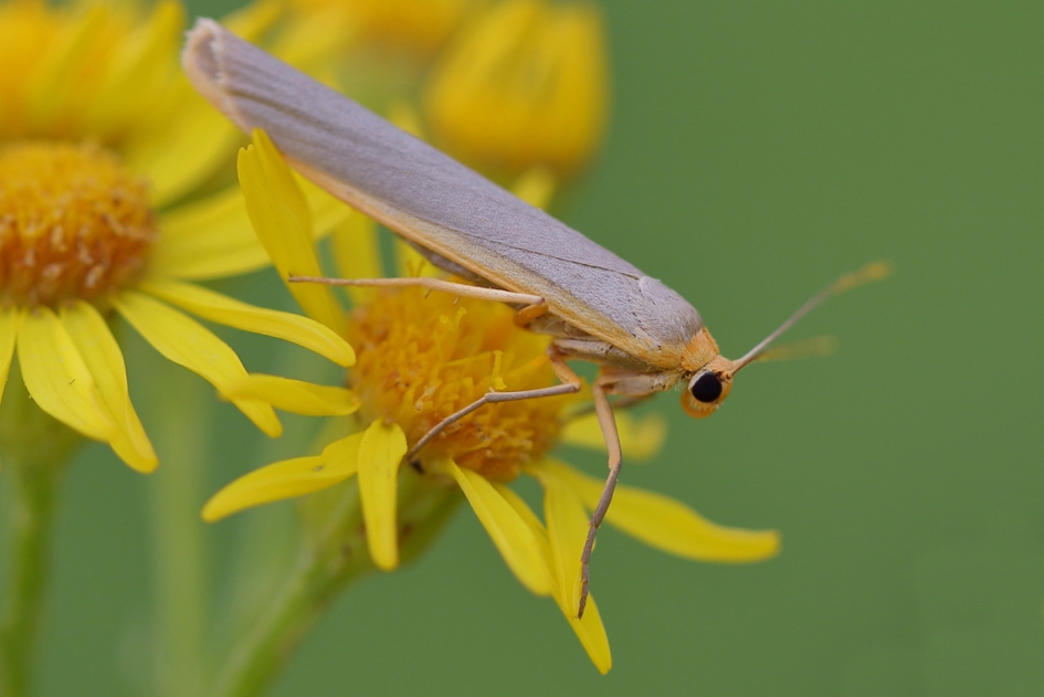streepkokerbeer - Geleedpotigen - streepkokerbeer