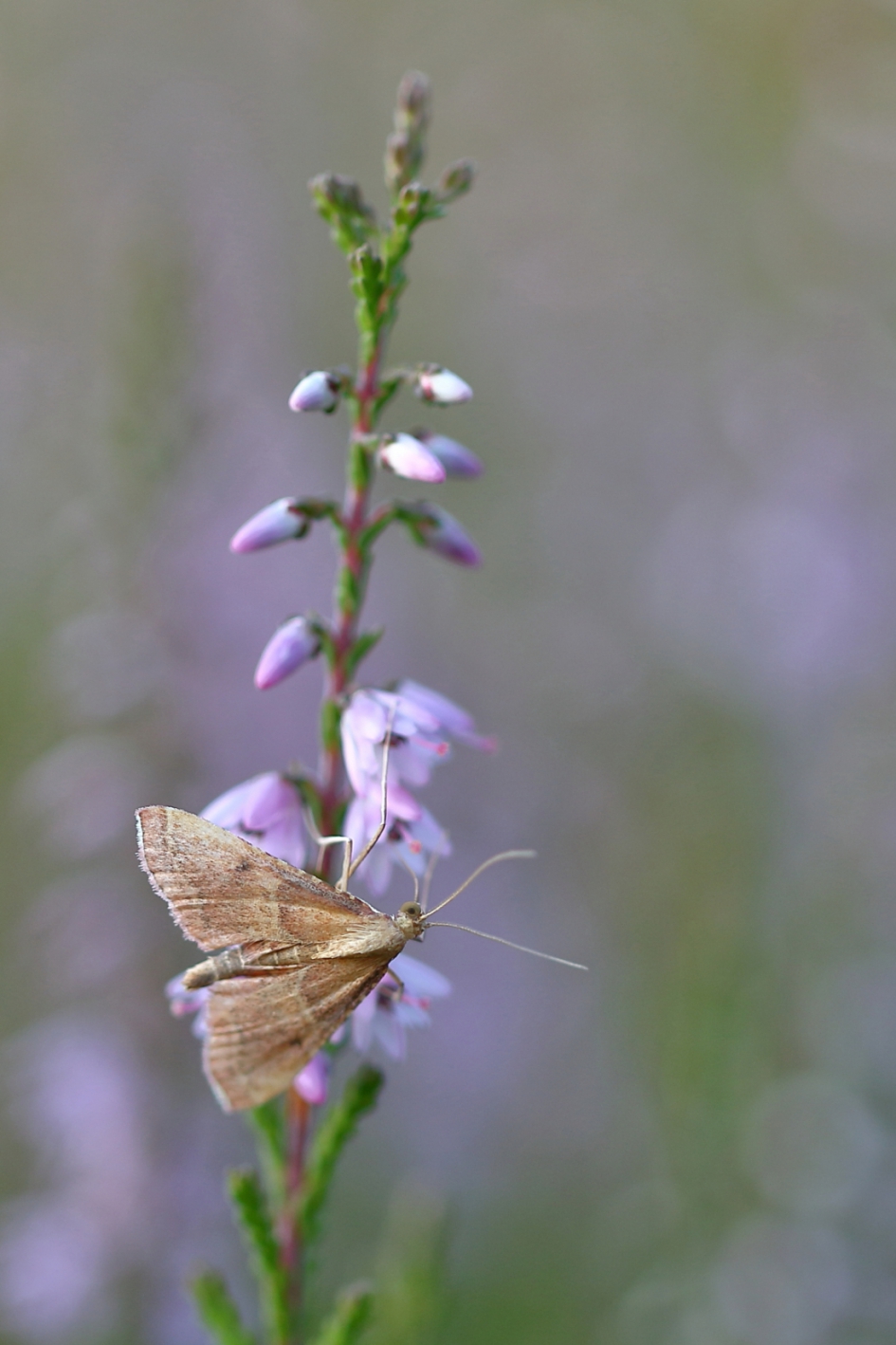 strooiselmot - Geleedpotigen - strooiselmot