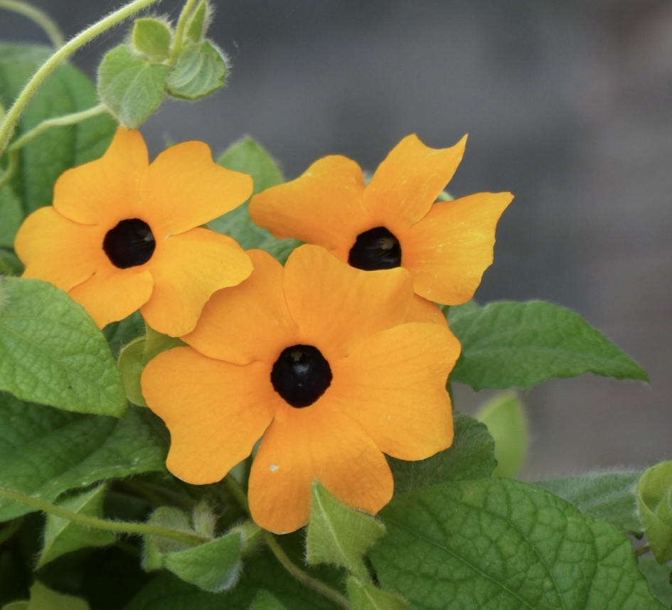 Suzanne met de mooie ogen - Planten - 