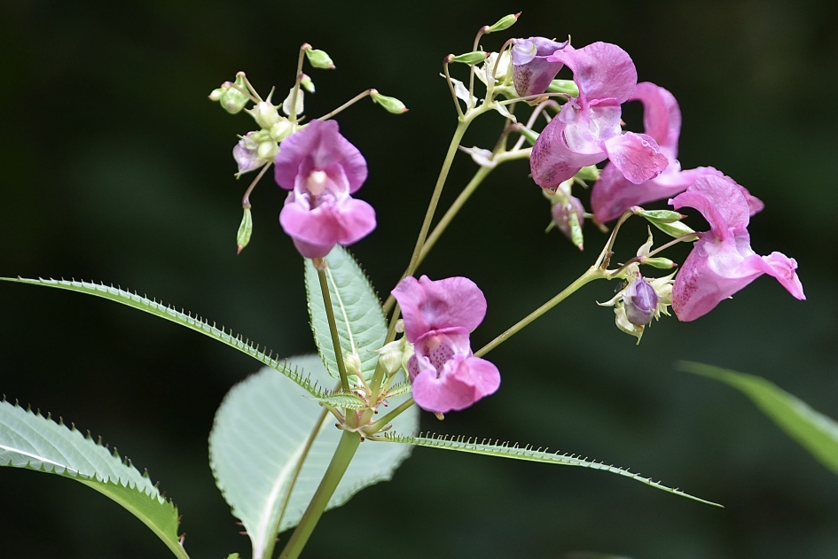 Teuzenbalsemien - Planten - 