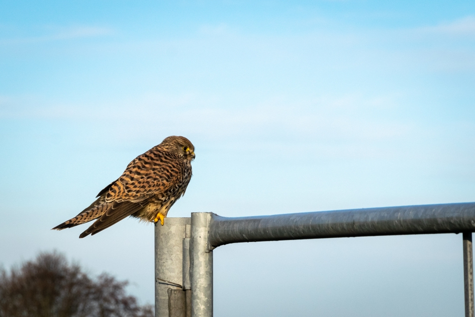 Torenvalk - Vogels - Torenvalk