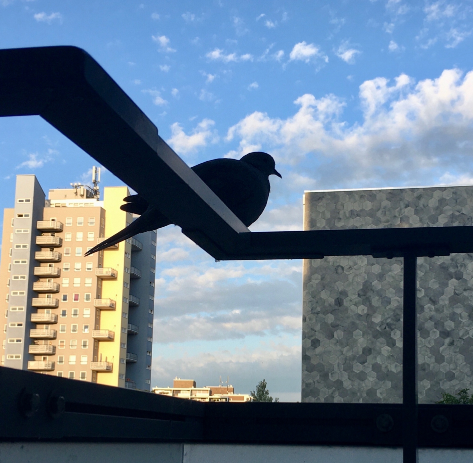 Tortel wacht om naar nest te vliegen op balkon - Vogels - Turkse Tortel