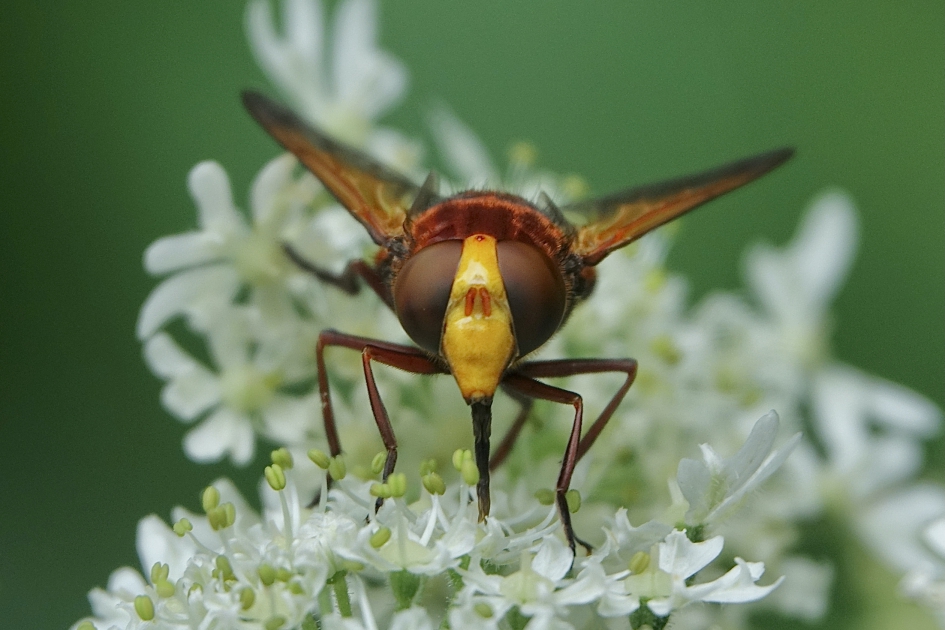 Toupetje als van fluweel - Geleedpotigen - Stadsreus