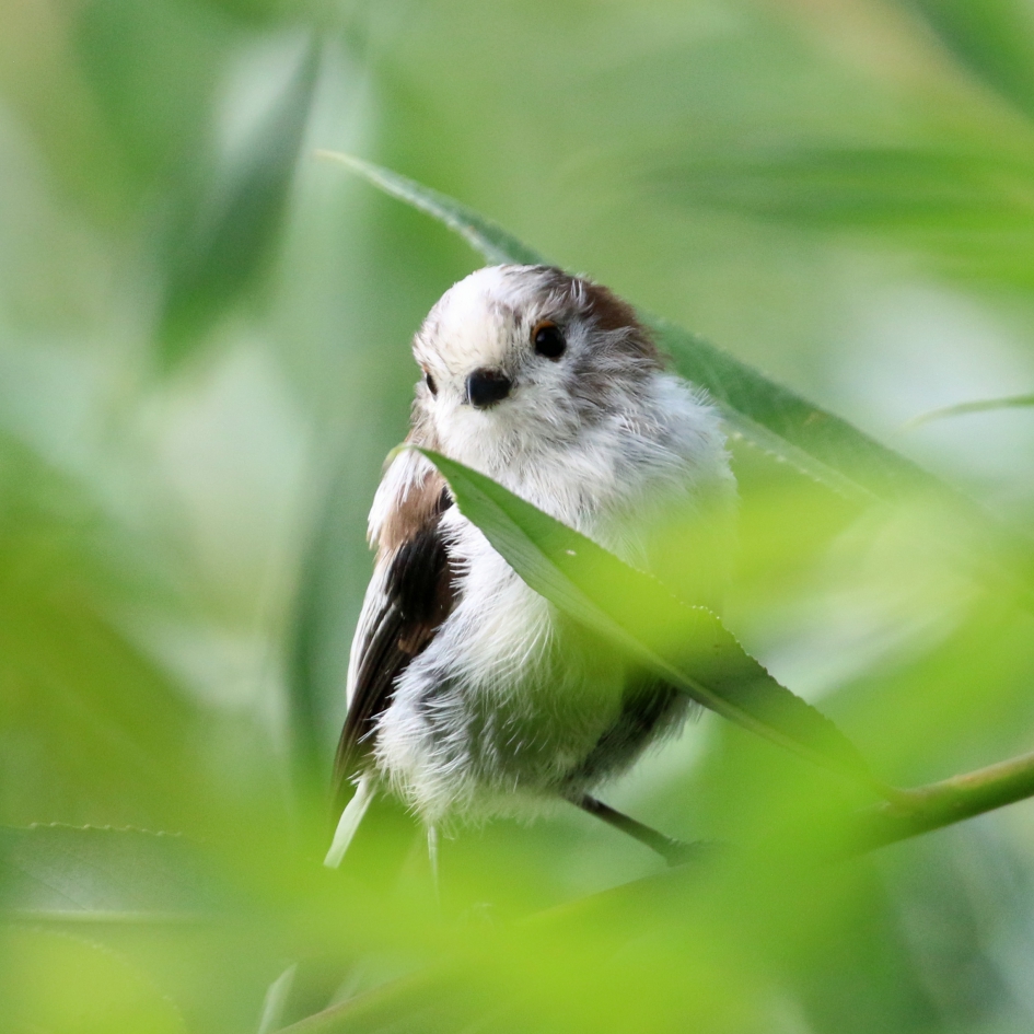 Tussen het gebladerte - Vogels - Staartmees