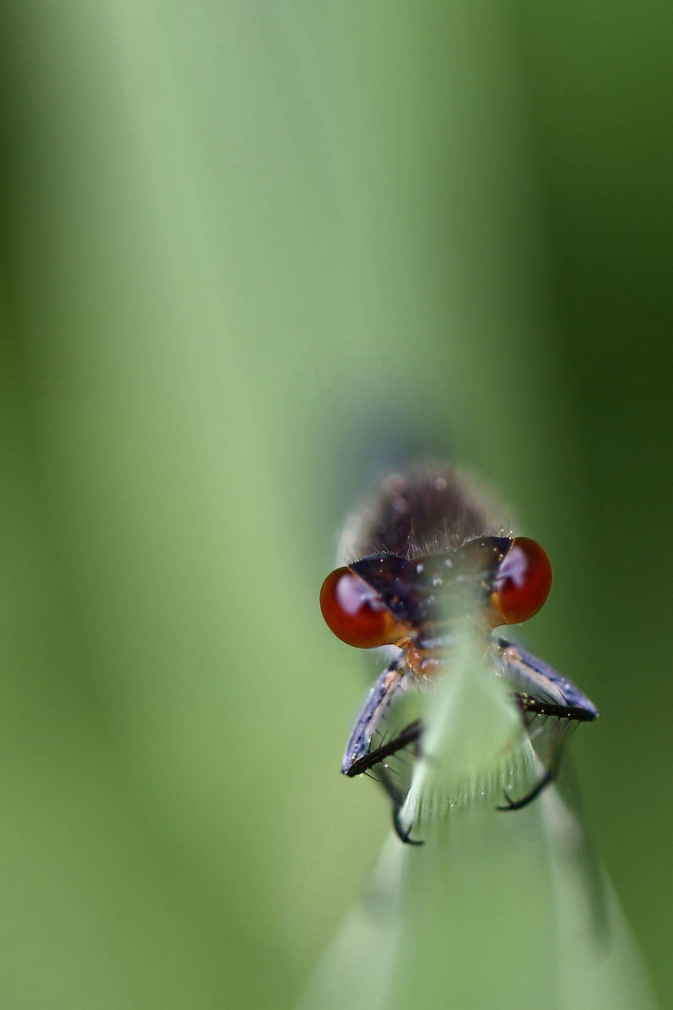 twee ogen zo.....rood - Geleedpotigen - grote roodoogjuffer