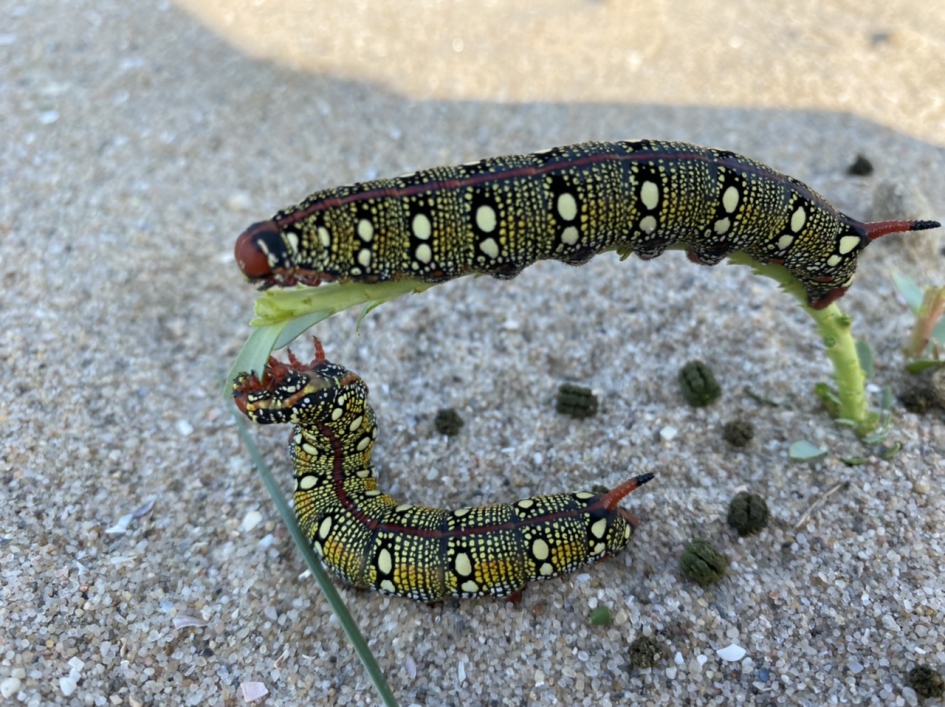 Twee wolfsmelkpijlstaartvlinder rupsen - Geleedpotigen - Wolfsmelkpijlstaartvlinder rupsen