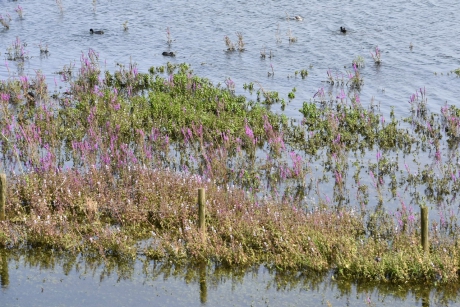 Uiterwaarden met kattestaarten