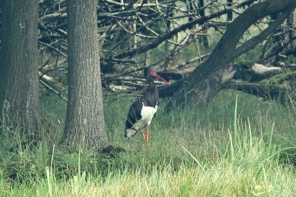 Verrassende ontmoeting - Vogels - Zwarte ooievaar