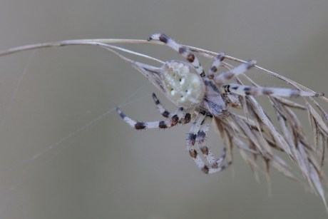 viervlekwielwebspin