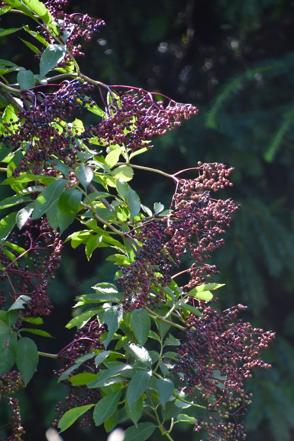 Vlierbes - Planten - 