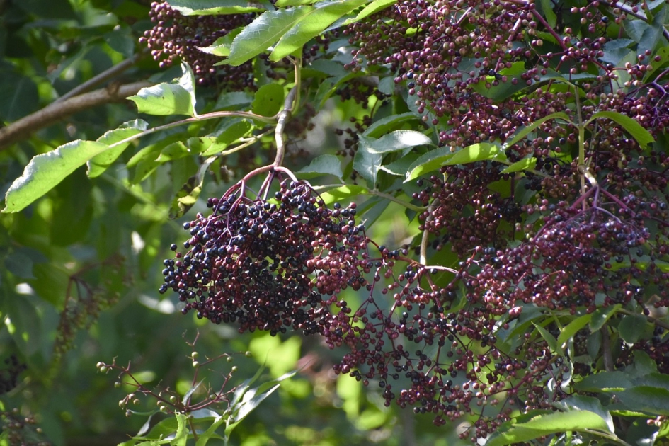 Vlierbes - Planten - 