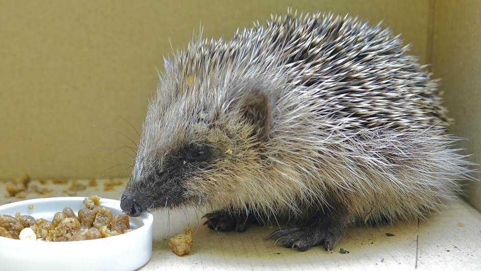 Vondeling van 12 cm - Zoogdieren - Egel