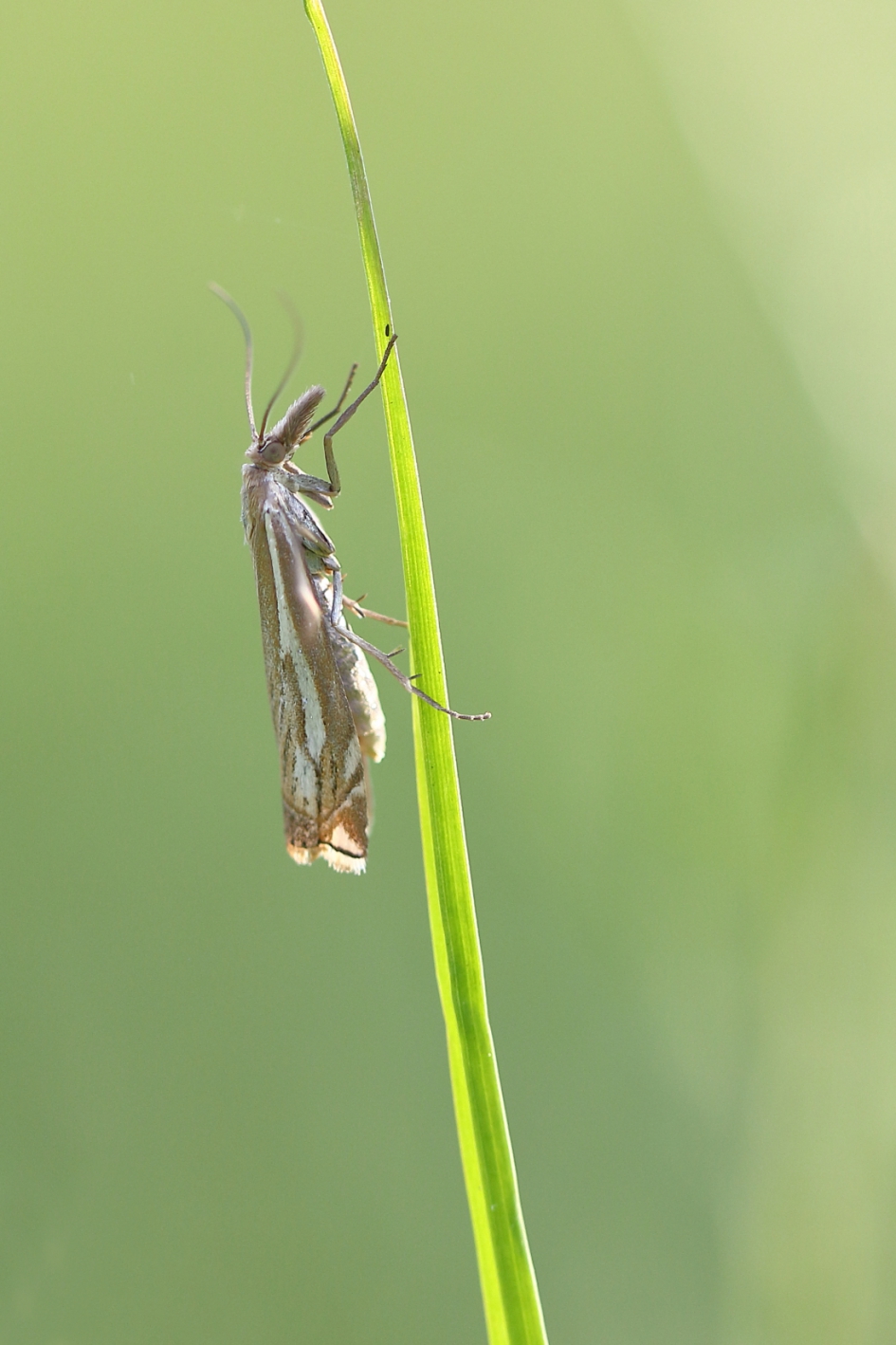 vroege grasmot - Geleedpotigen - vroege grasmot