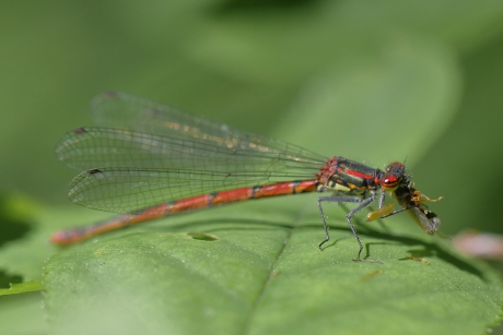 vuurjuffer met prooi