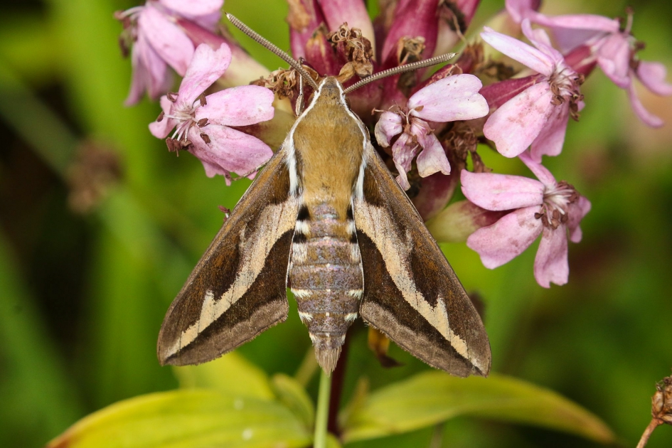 Walstropijlstaart - Geleedpotigen - Walstropijlstaart