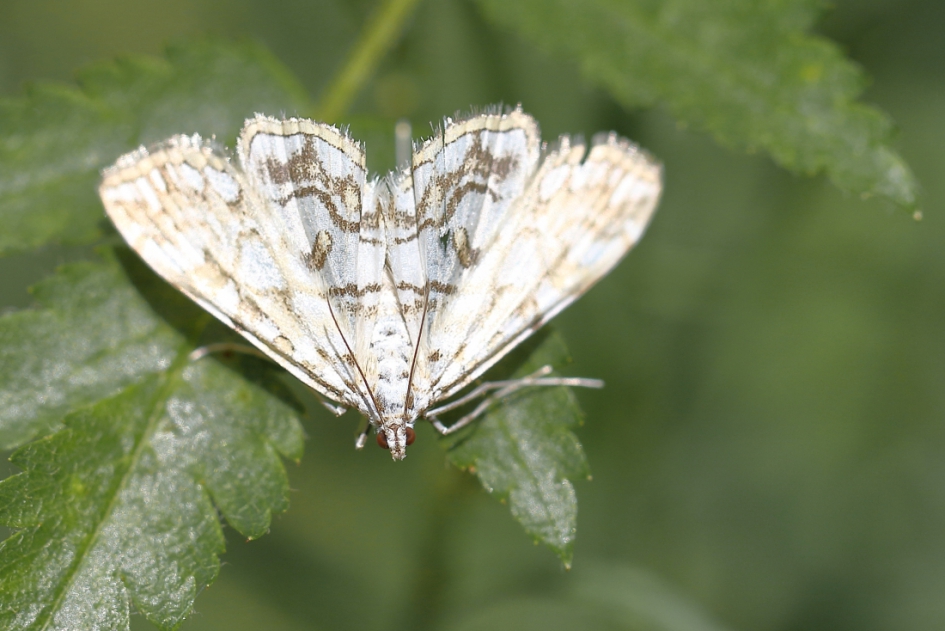waterleliemot - Geleedpotigen - waterleliemot