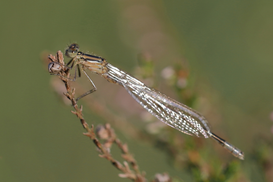 watersnuffel -m- - Geleedpotigen - watersnuffel