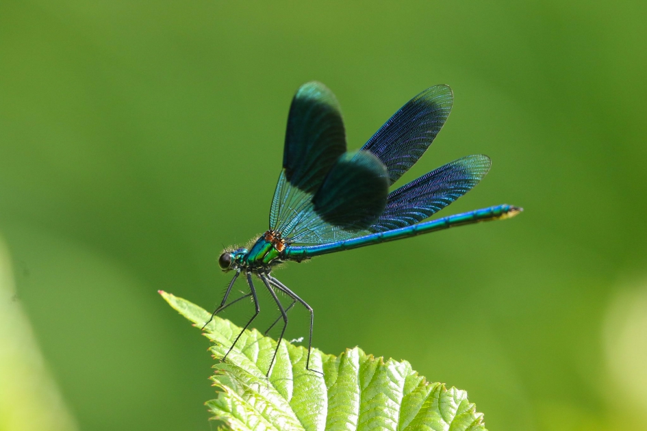 Weidebeekjuffer - Geleedpotigen - weidebeekjuffer