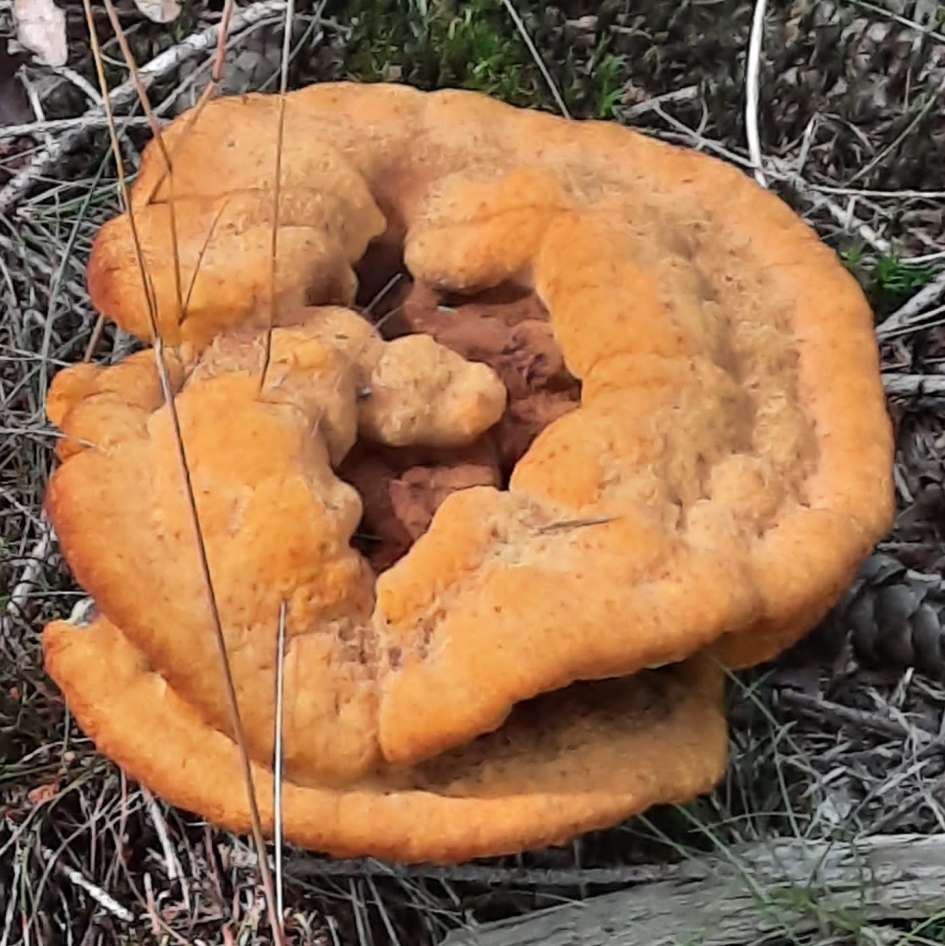 welke paddestoel is dit ? - Schimmels - 