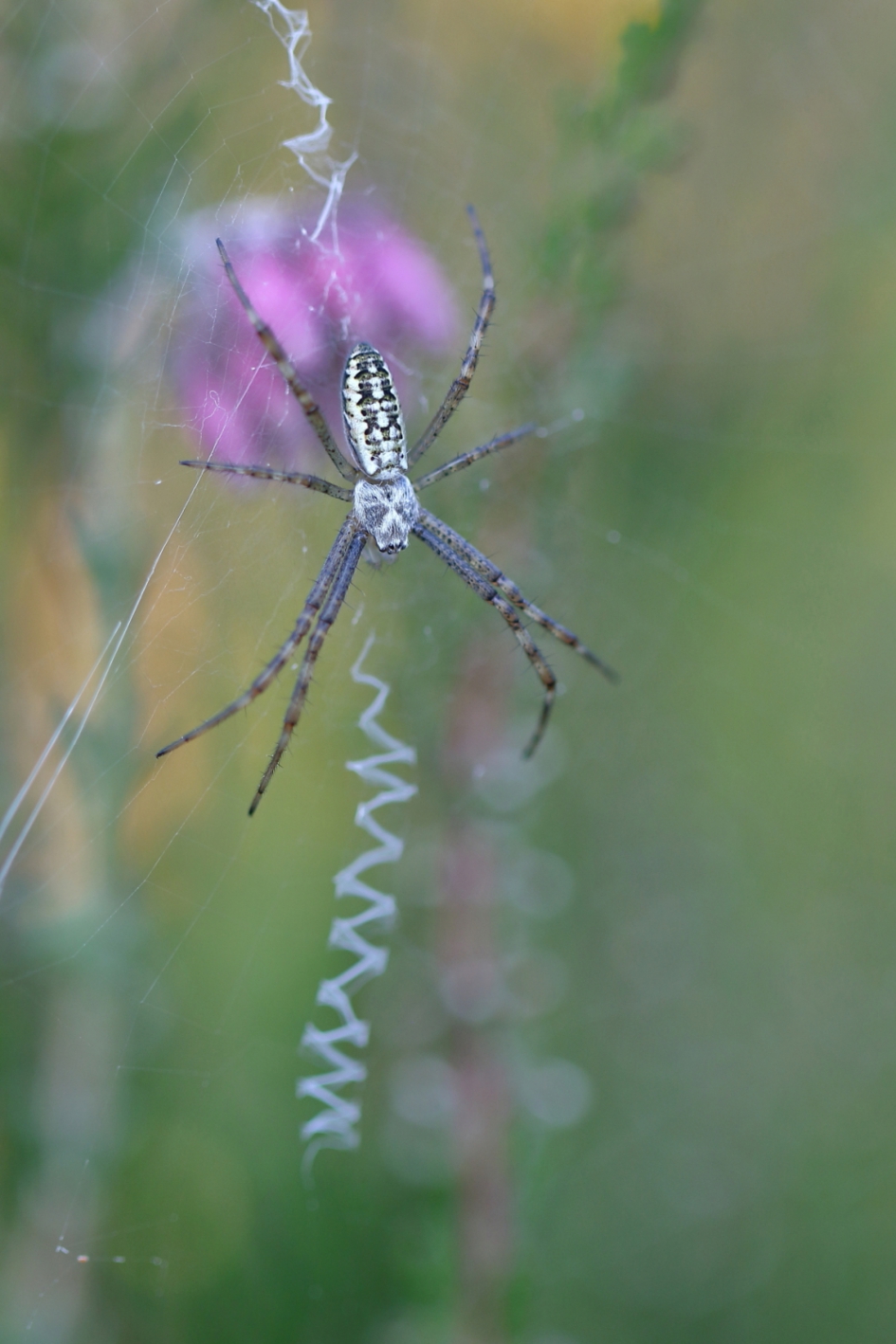 wespspin -v- - Geleedpotigen - wespspin