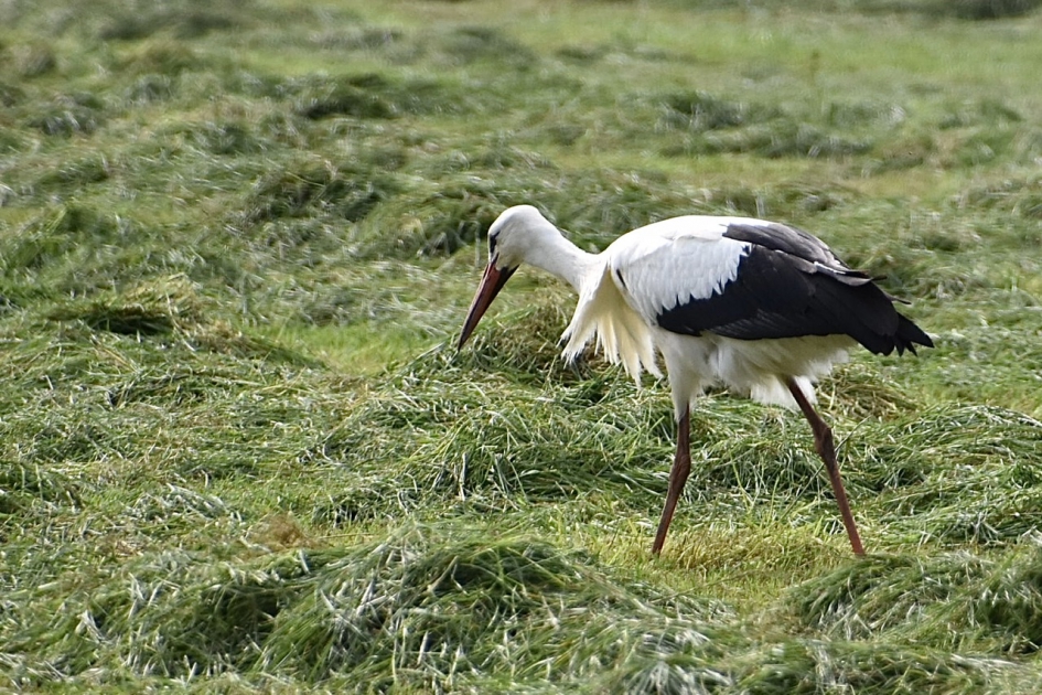 Wind geen probleem - Vogels - 