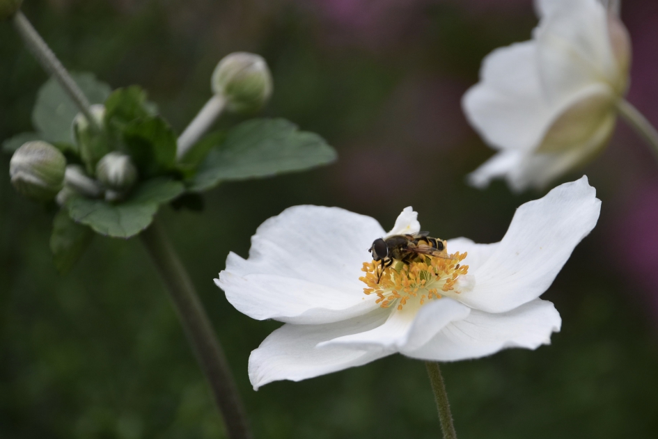 Grote anemoon - Planten - 