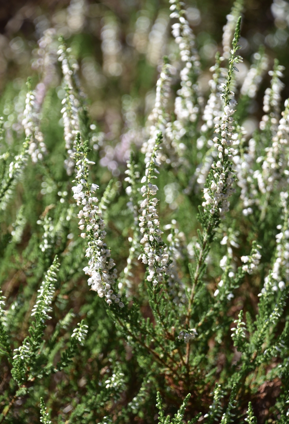 Witte heide - Planten - 
