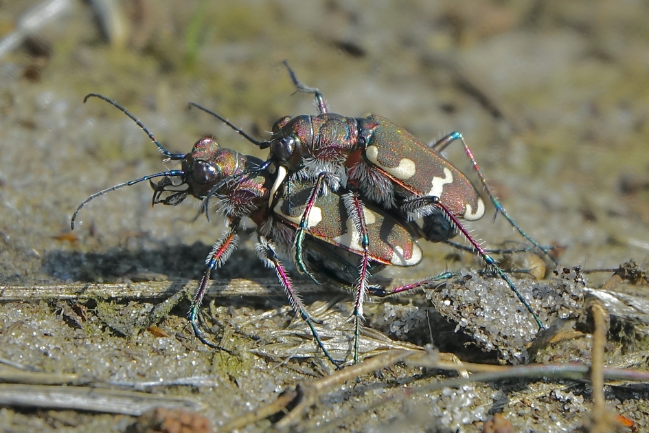Zand liefhebbers - Geleedpotigen - Bastaardzandloopkever