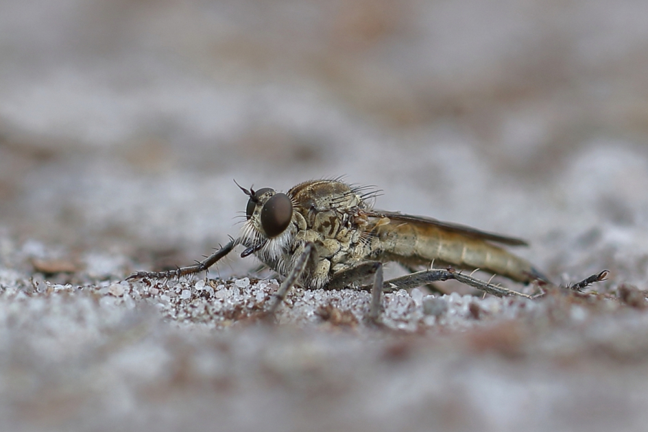 zandroofvlieg -v- - Geleedpotigen - zandroofvlieg