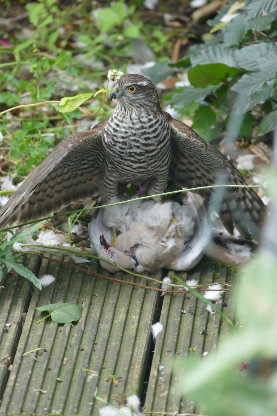 Zo maar op bezoek in onze tuin - Vogels - Sperwer (vrouwtje?)