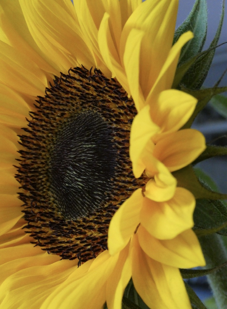 Zonnebloem - Planten - 