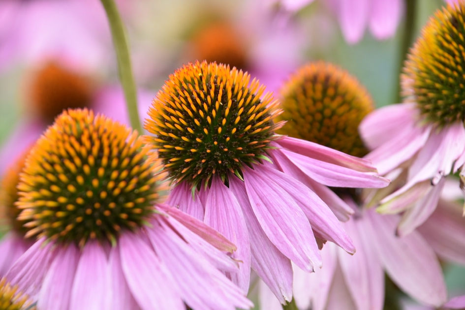 Zonnehoed - Planten - 