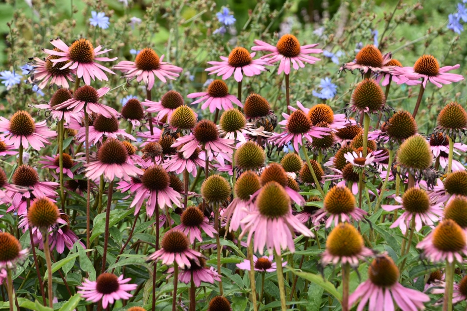 Zonnehoed - Planten - 