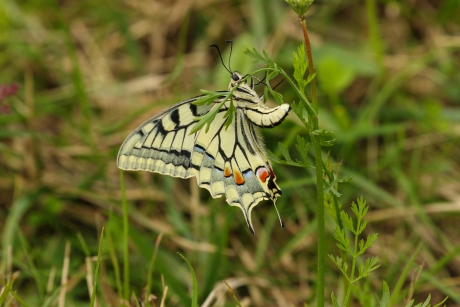 Zorgen voor nageslacht