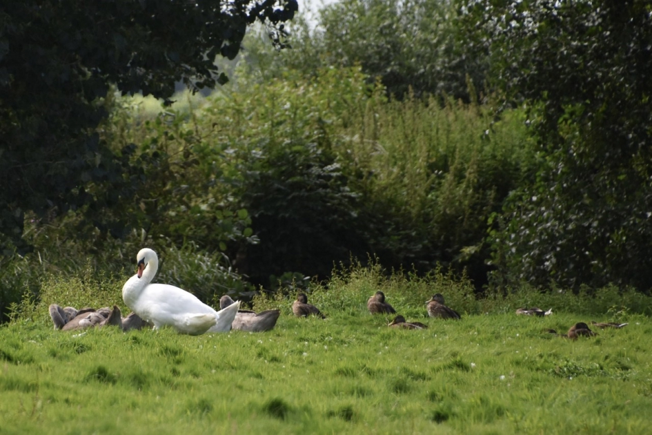 Zwaan met jonge zwanen en eenden - Vogels - 