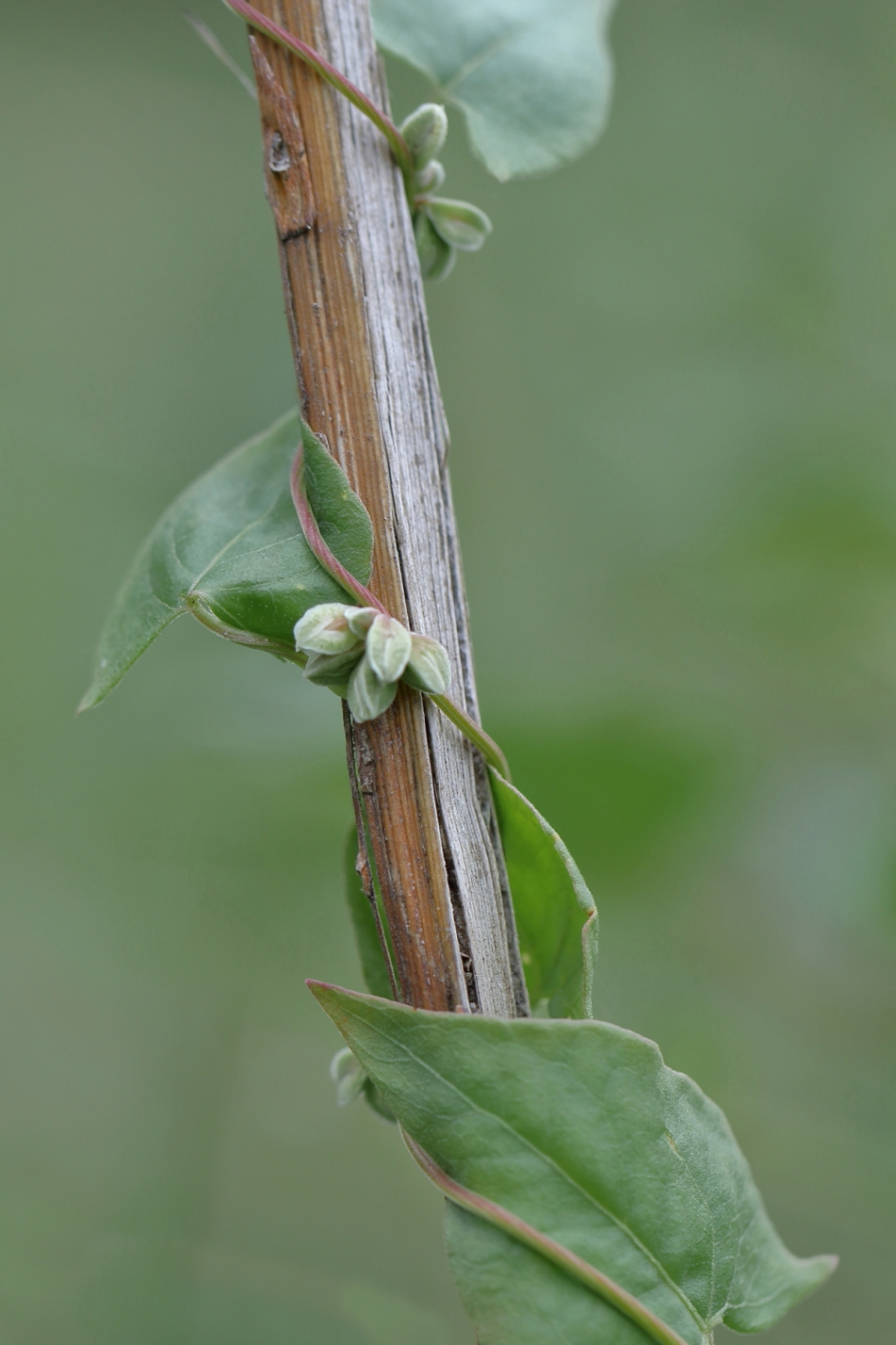 zwaluwtong - Planten - zwaluwtong