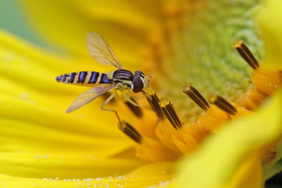 Zweefvliegje snoept van zonnebloem - Geleedpotigen - 
