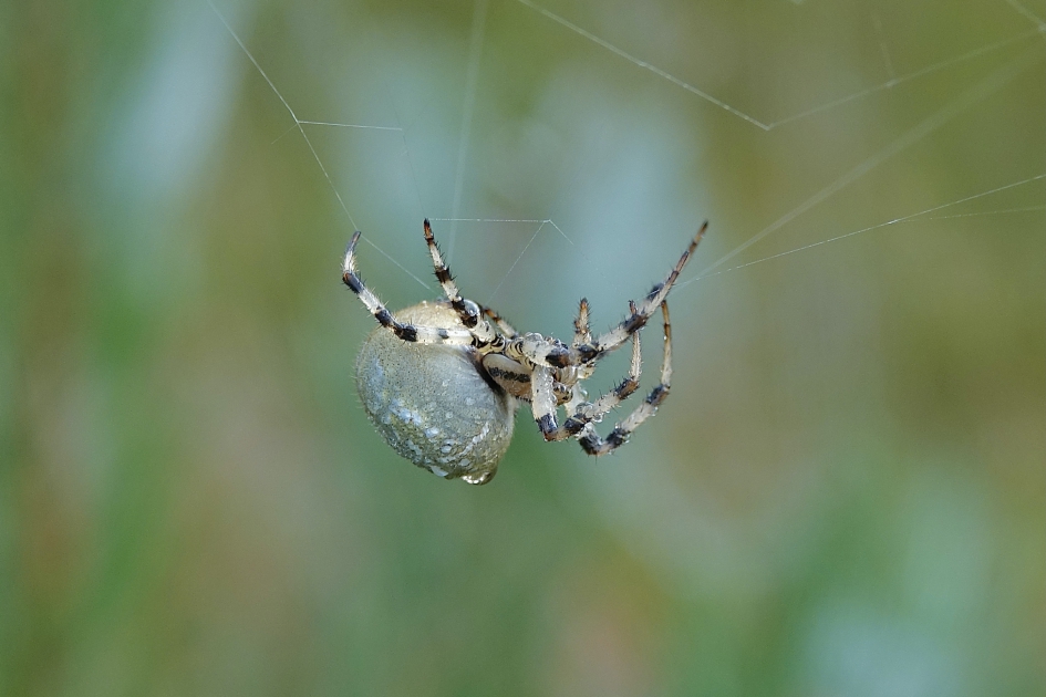 Acrobate met kroost - Geleedpotigen - Wespspin