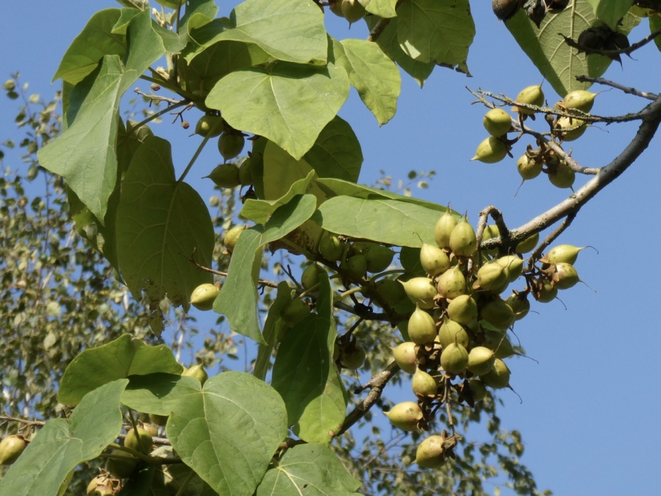 Anna Paulowna - Planten - 