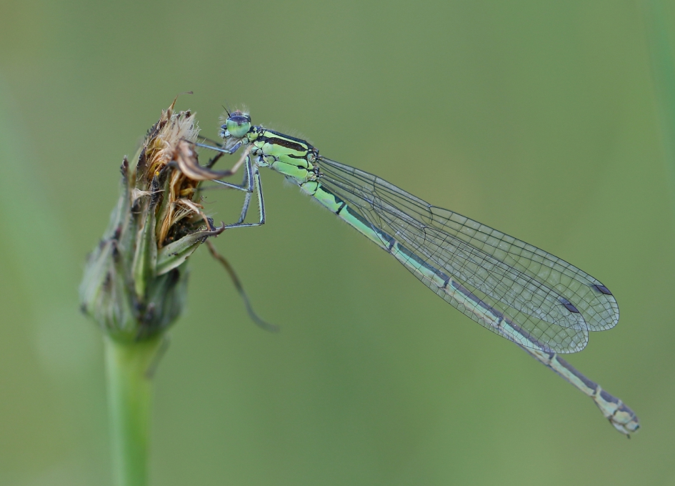 azuurwaterjuffer -v- - Geleedpotigen - azuurwaterjuffer