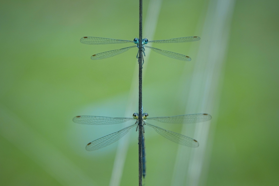 Parend bespied - Geleedpotigen - Tengere pantserjuffer