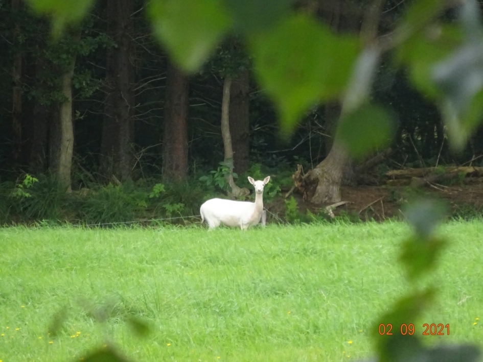 Bijzonder wit - Zoogdieren - Wit hert