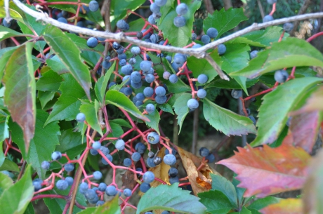 Blauwe besjes van de viburnum