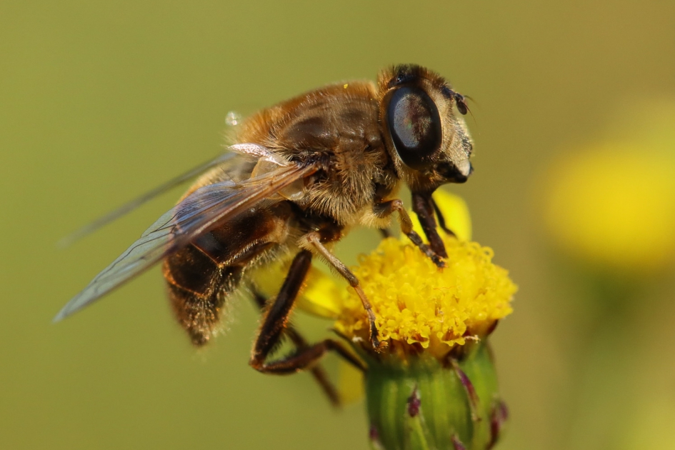 Blnde bij - Geleedpotigen - Blinde bij