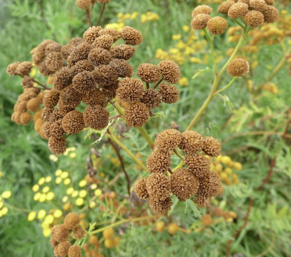 Boerenwormkruid - Planten - 