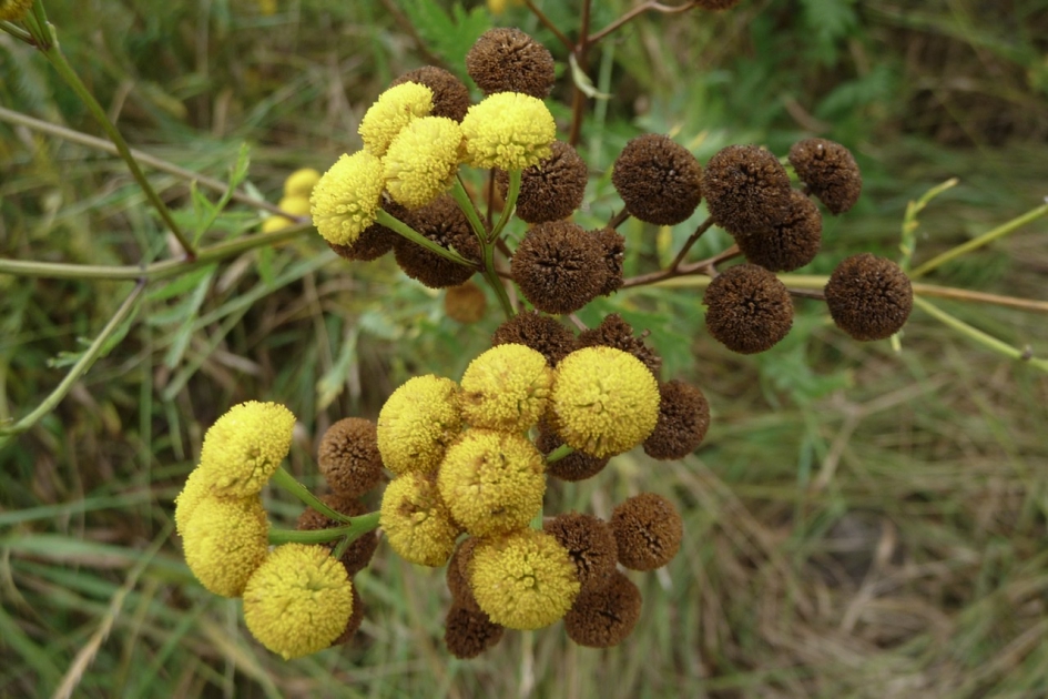 Boerenwormkruid - Planten - 