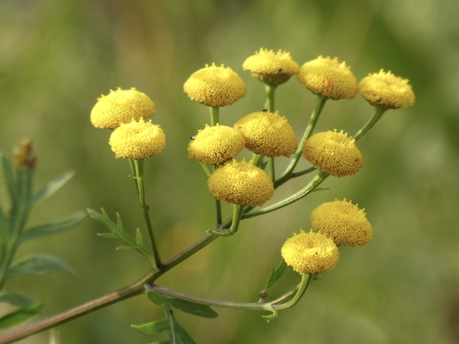 Boerenwormkruid - Planten - 