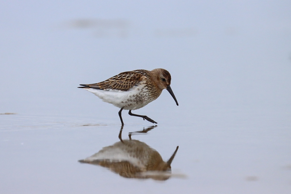 Bonte strandloper - Vogels - Bonte strandloper